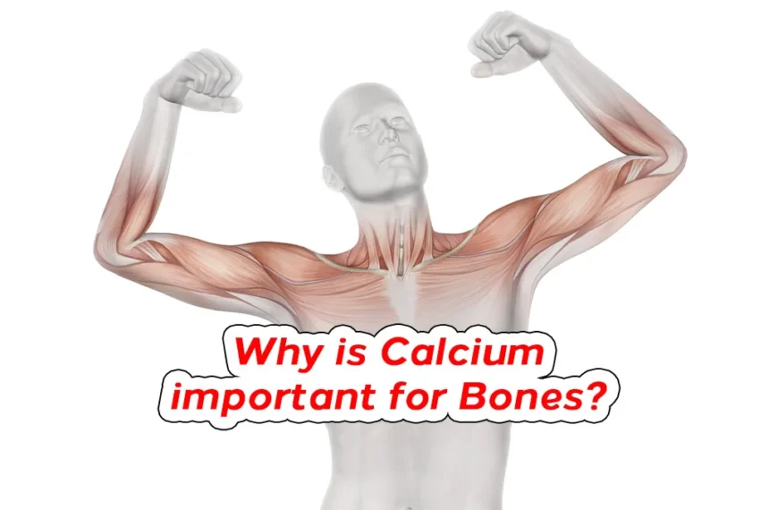 Why-is-Calcium-important-for-Bones?