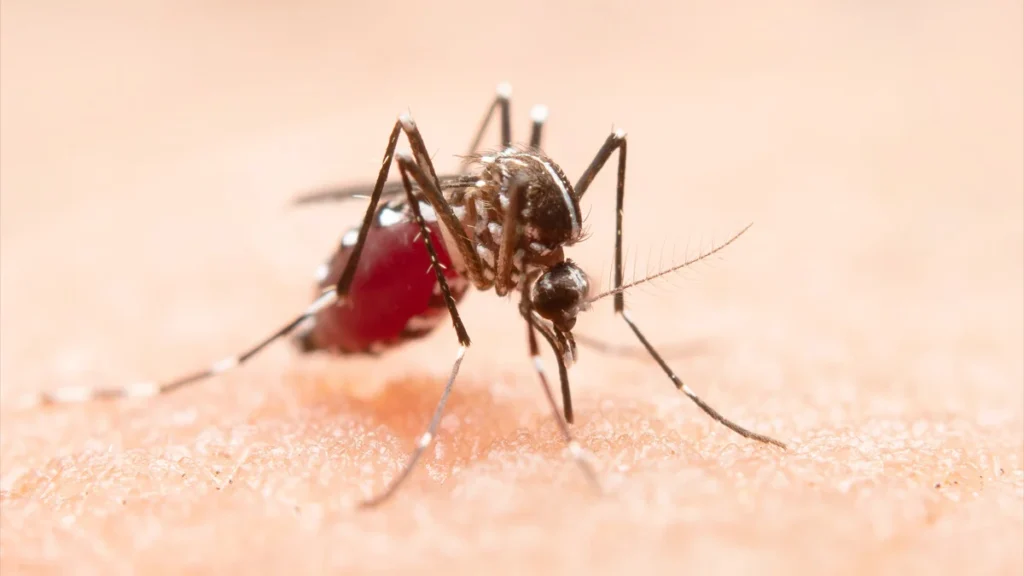 Warning signs and Home Remedies for Dengue Fever