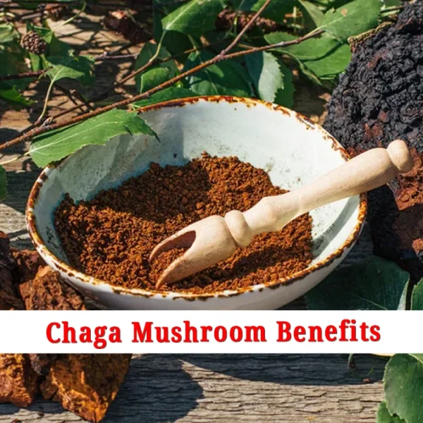 Chaga-Mushroom-Benefits