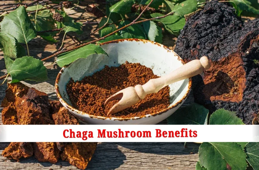 Chaga-Mushroom-Benefits