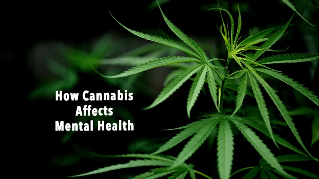 How Cannabis Affects Mental Health