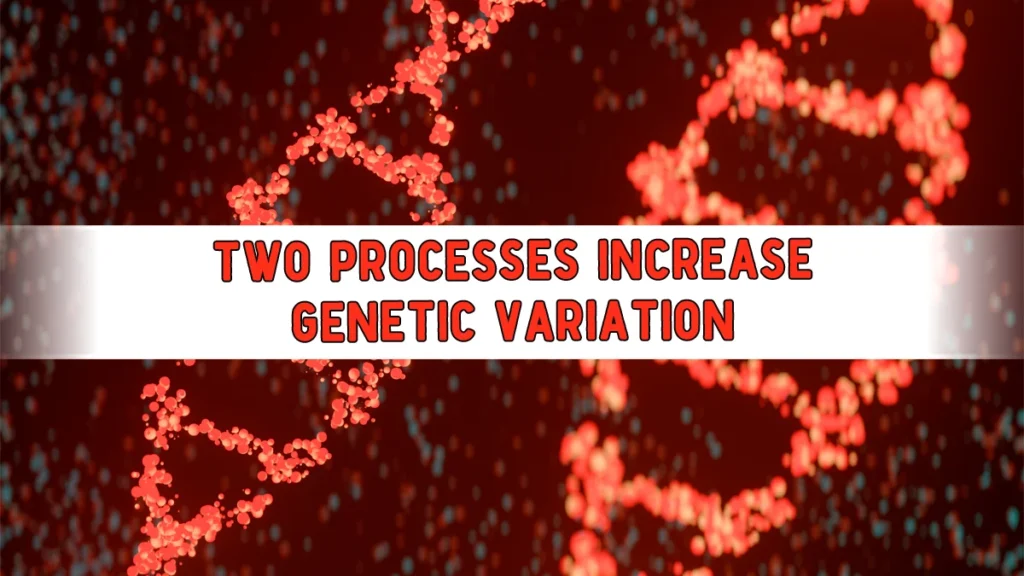 Which Two Processes Increase Genetic Variation?
increase-genetic-variation